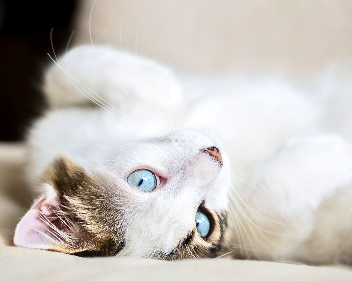 cat rolling onto their back
