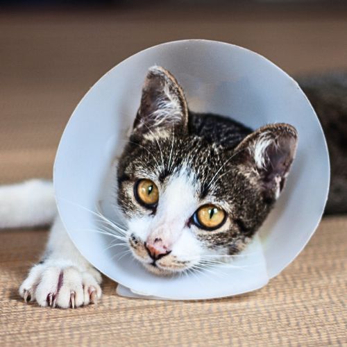 cat wearing a cone after a surgery