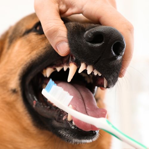dog getting his teeth cleaned