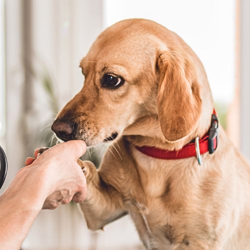 dog shaking someone's hand