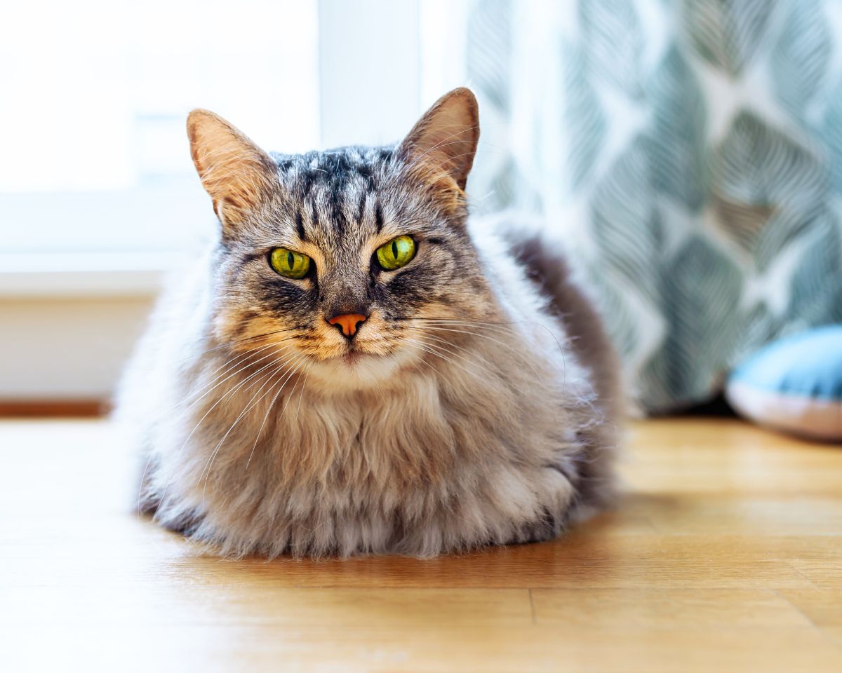 fluffy gray cat resting contentedly on the floor