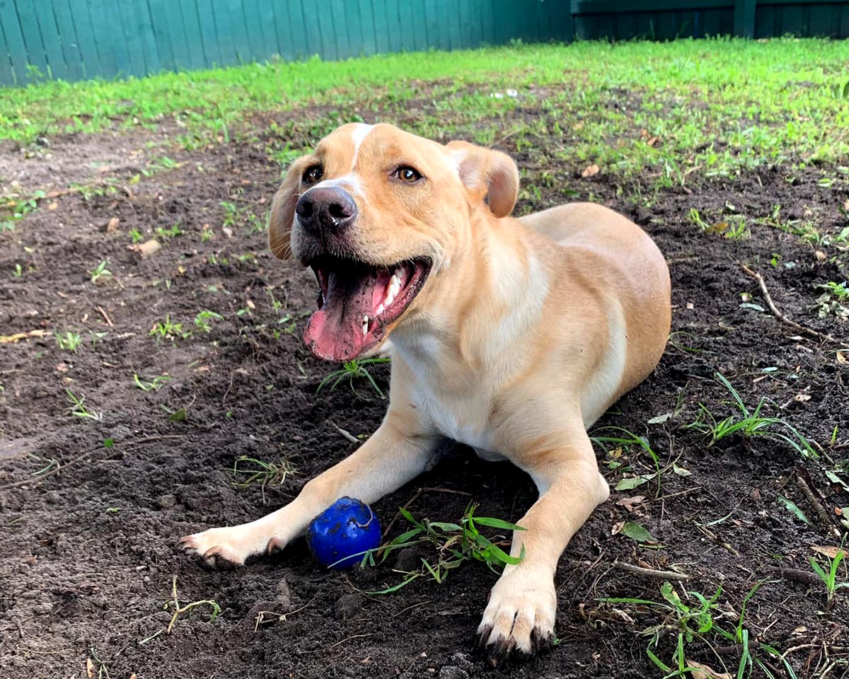 happy dog posing after rolling in the mud