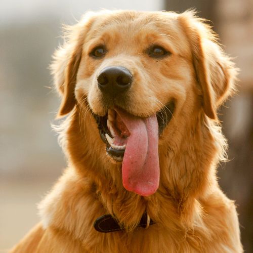 Advanced pet Diagnostics
