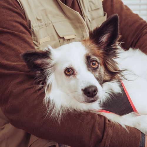 Benefits of Pet Laser Therapy