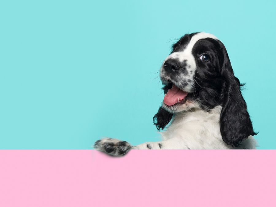 Book-Your-Pets-First-Visit