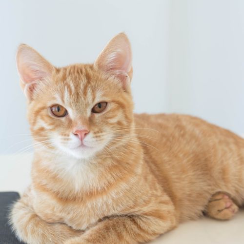 Conditions Treated with Pet Laser Therapy