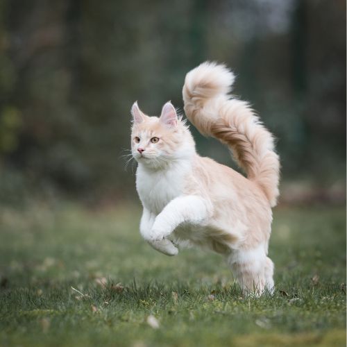 Core & Non-Core Vaccines for Cats