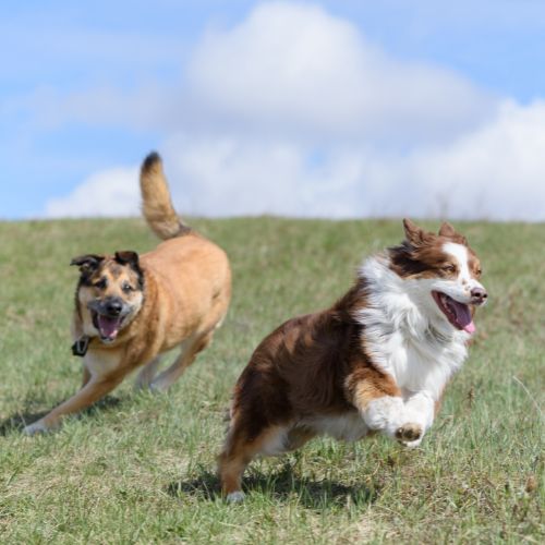 Core & Non-Core Vaccines for Dogs