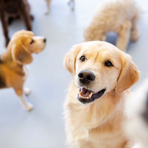 Daycare Eligibility & Requirements