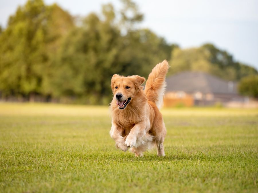 Dog Boarding Form