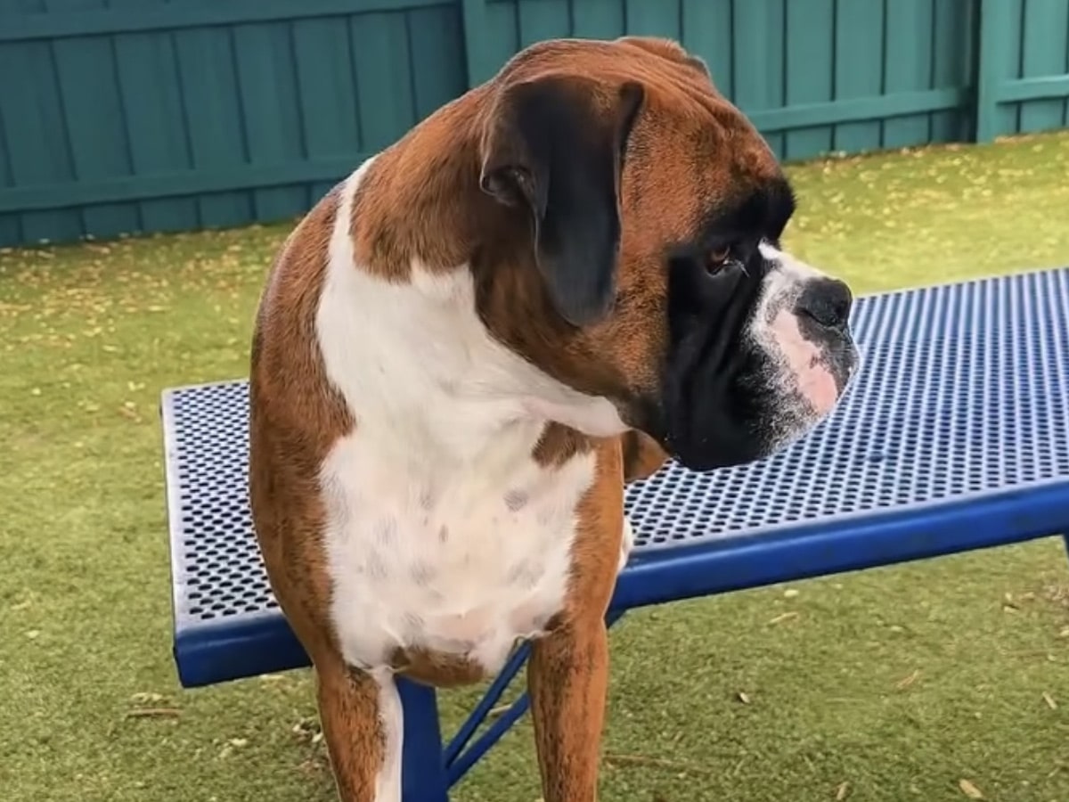 Dog-Daycare