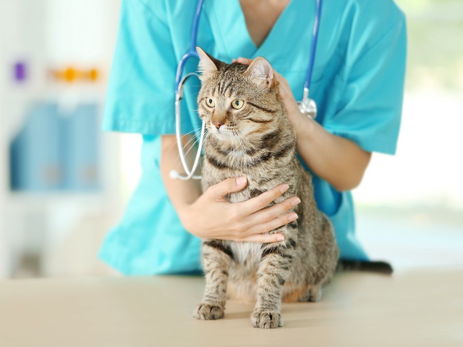 Emergency Veterinary Services