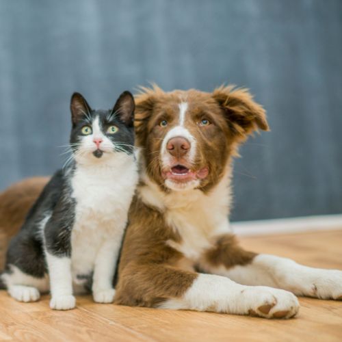 Expectation-During-Pet-Surgery
