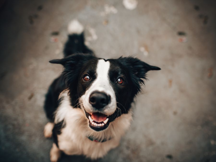 Explore-Our-Pet-Care-Blog