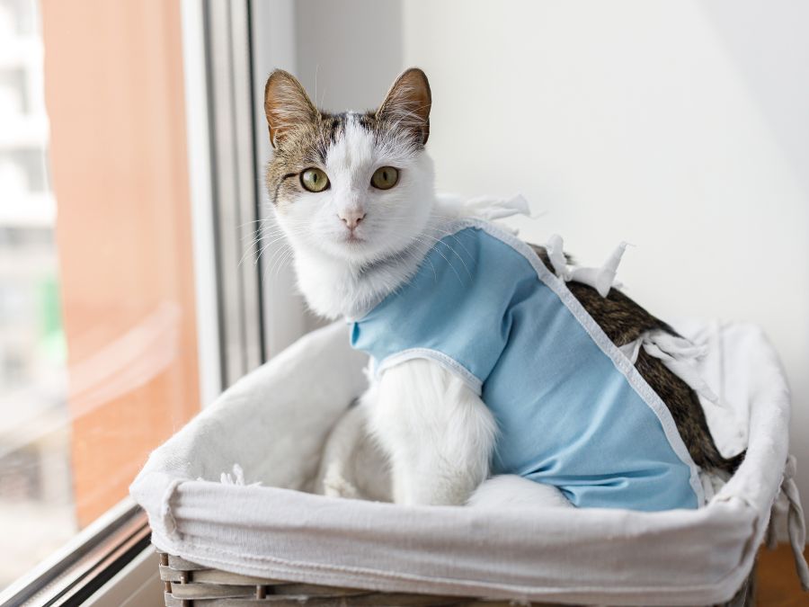 Book-Your-Pets-First-Visit