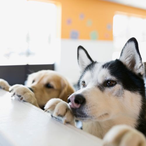 Our Dog Daycare