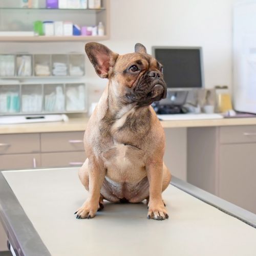 Pet Insurance