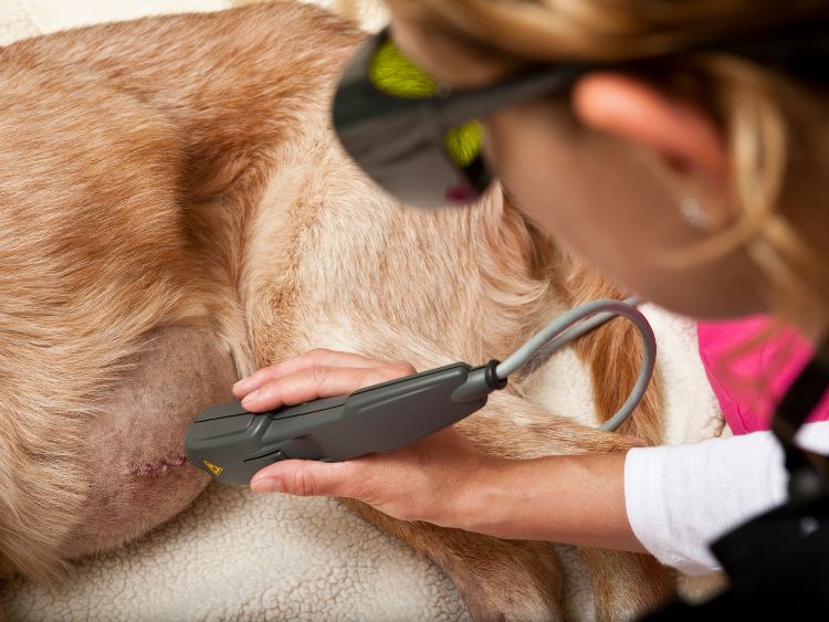 Pet Laser Therapy