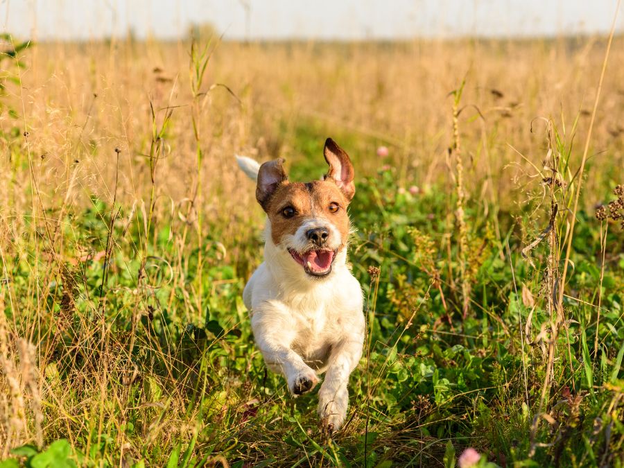 Pet Vaccination