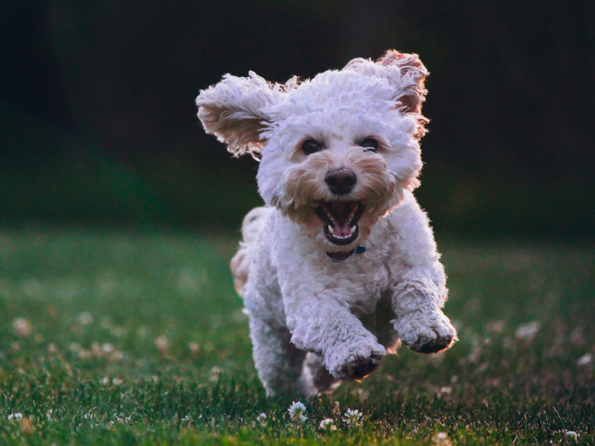 pet running