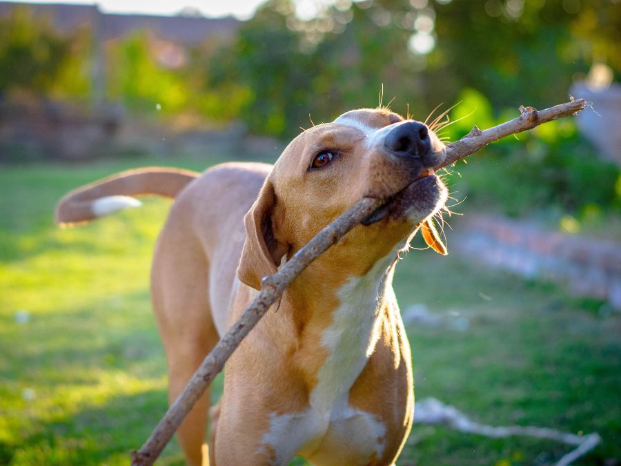 dog with a stick