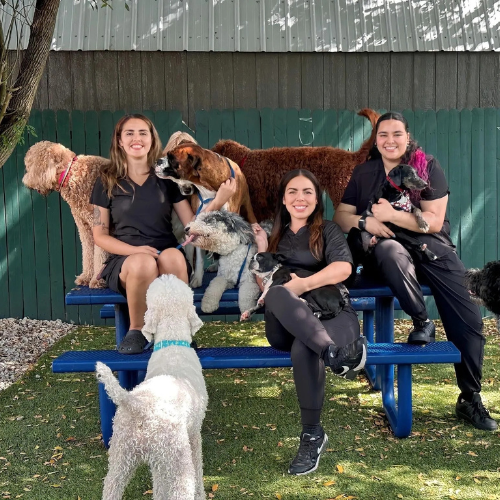 team sitting on a bench with dogs
