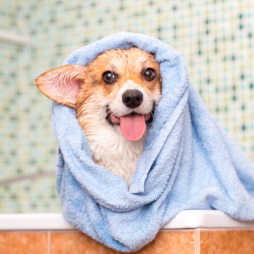 The frequency of grooming