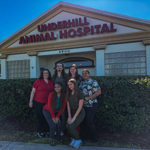 Veterinary Technicians