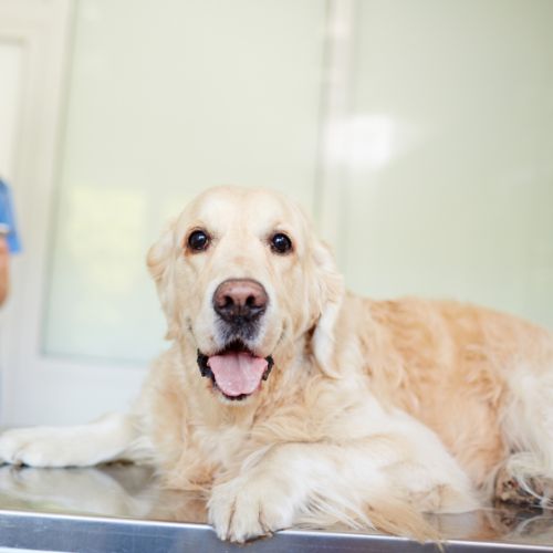 When to Seek Emergency Veterinary Care