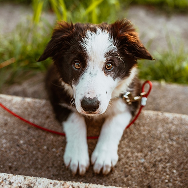 cute puppy<br />
