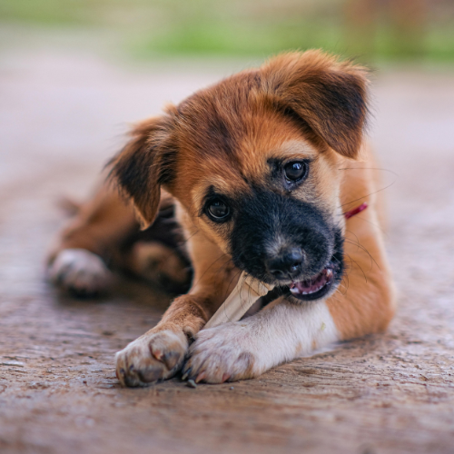 puppy chewing a bone