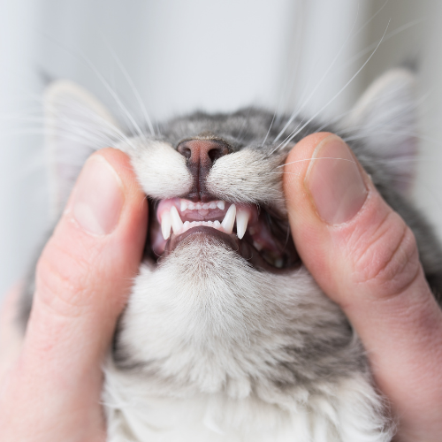 person checking a cats teeth