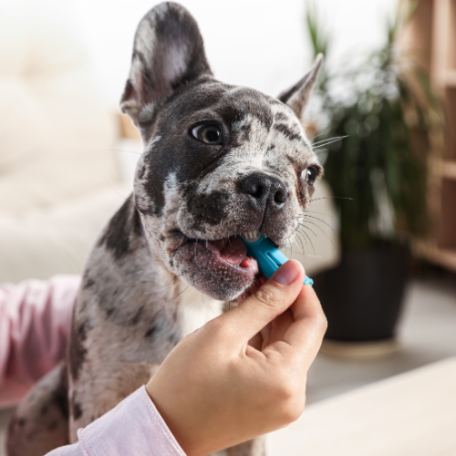 person brushing a dogs teeth