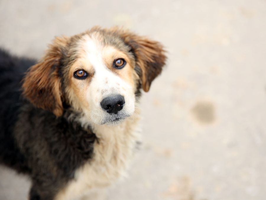 dog drop-off form
