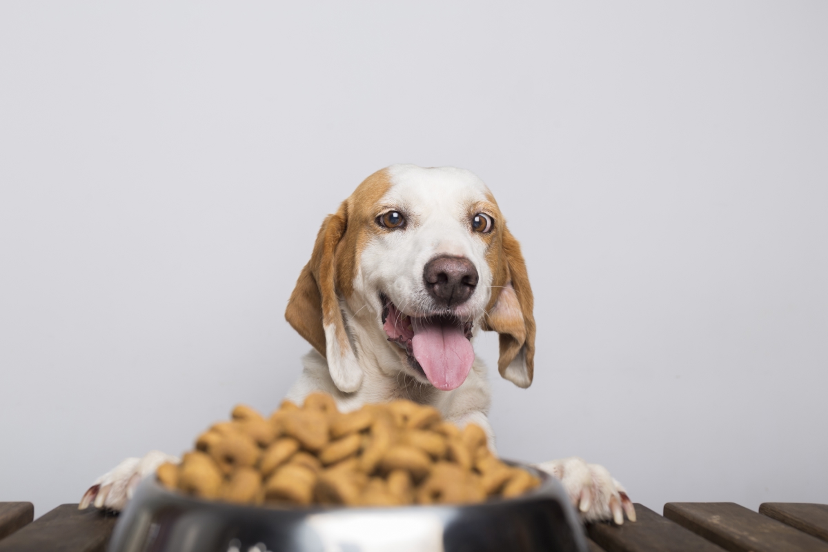 dog with bowl of food<br />

