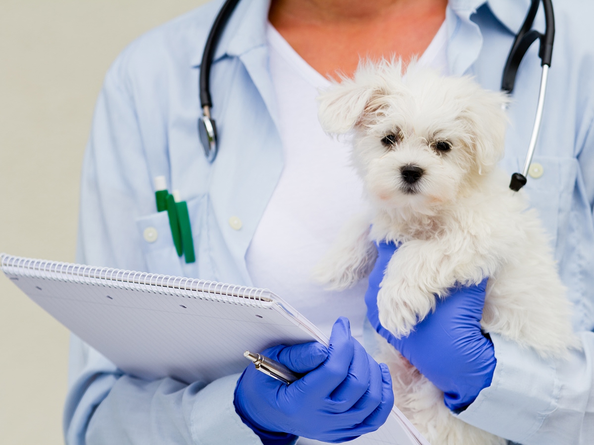 Kitten with vet