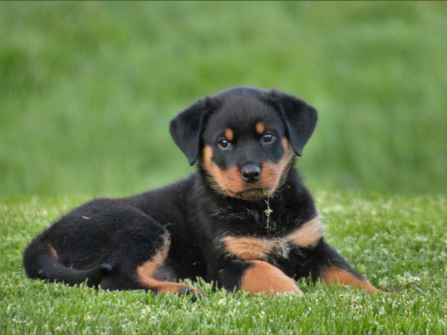 pet care tips
