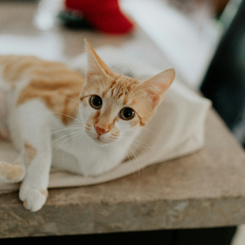 pet derma<br />

