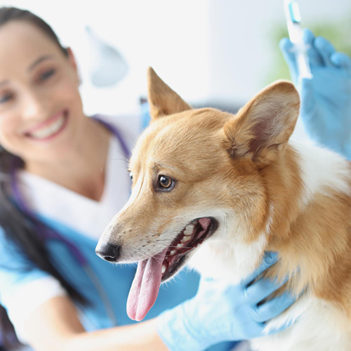 Pet checkup