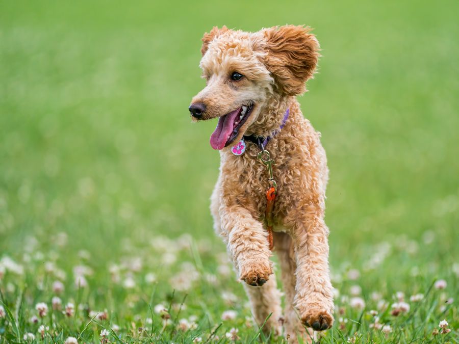 veterinary dentistry in orlando, fl