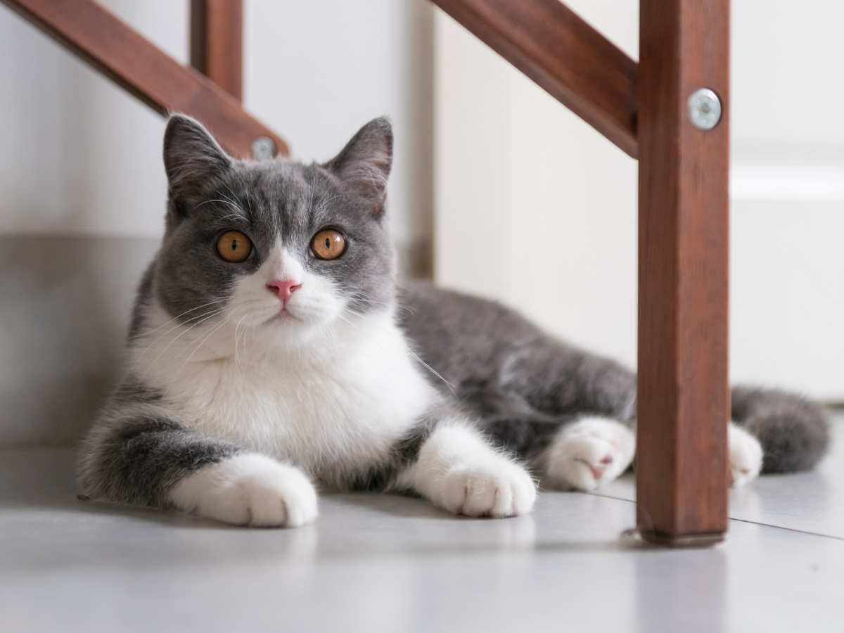 british short hair cat laying down