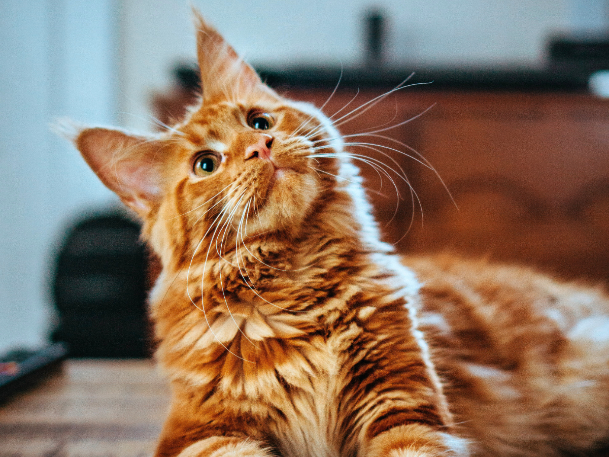 orange cat laying down