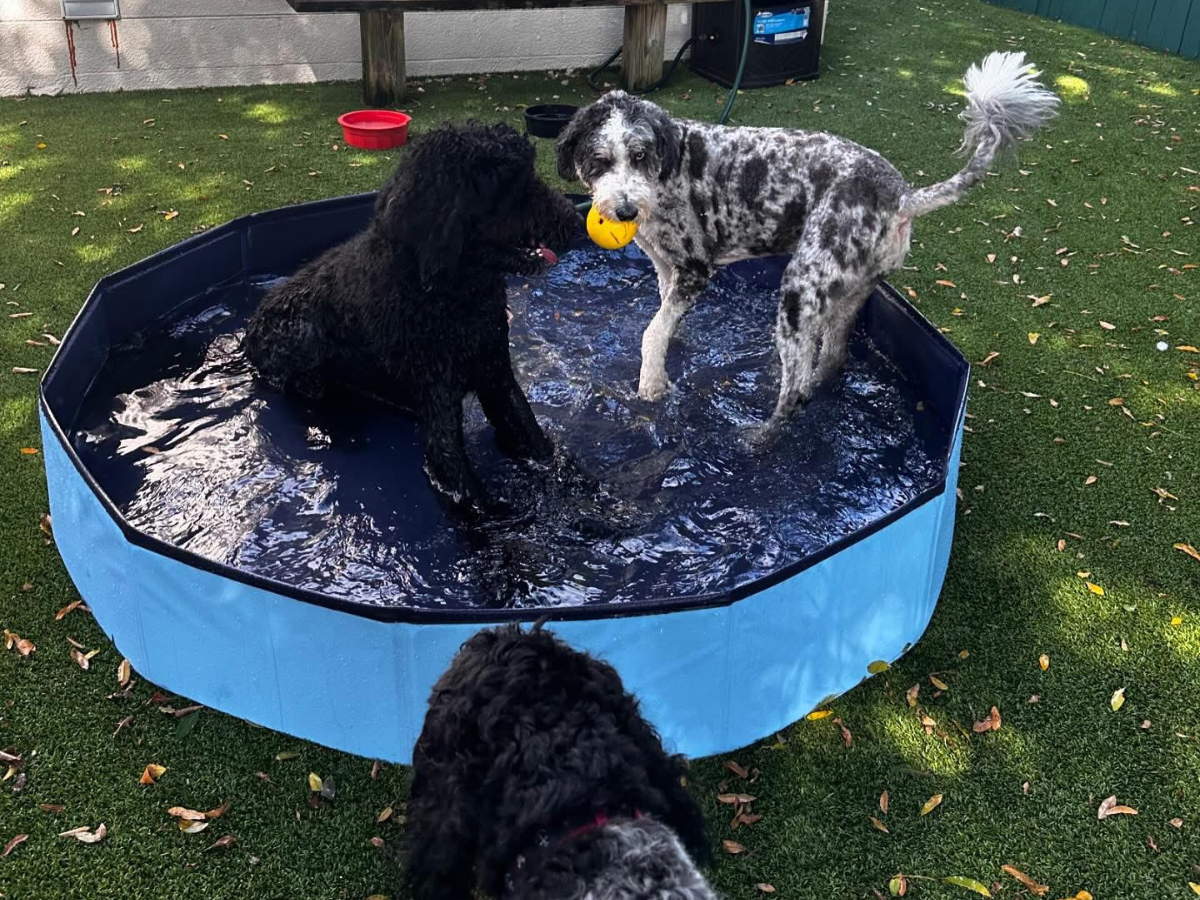 dogs playing in a pool