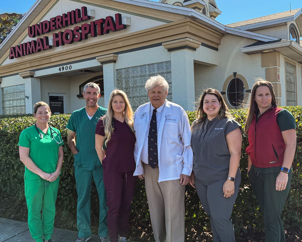 Our-veterinarian